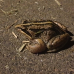 Limnodynastes peronii at Turner, ACT - 6 Nov 2022 10:28 PM