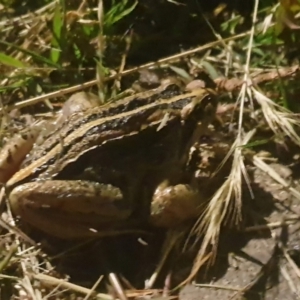 Limnodynastes peronii at Turner, ACT - 6 Nov 2022