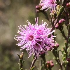 Kunzea parvifolia (Violet Kunzea) at Carwoola, NSW - 24 Oct 2022 by MeganDixon