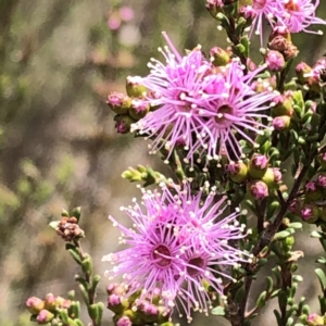 Kunzea parvifolia at Carwoola, NSW - 25 Oct 2022