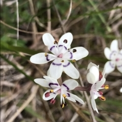 Wurmbea dioica subsp. dioica (Early Nancy) at Block 402 - 22 Sep 2022 by Tapirlord