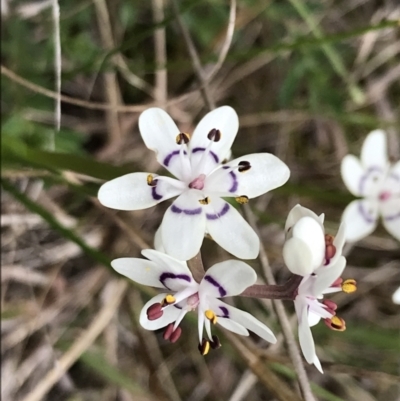 Wurmbea dioica subsp. dioica (Early Nancy) at Block 402 - 22 Sep 2022 by Tapirlord