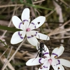 Wurmbea dioica subsp. dioica at Stromlo, ACT - 22 Sep 2022