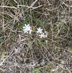 Wurmbea dioica subsp. dioica at Stromlo, ACT - 22 Sep 2022