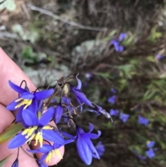 Stypandra glauca (Nodding Blue Lily) at Stromlo, ACT - 22 Sep 2022 by Tapirlord