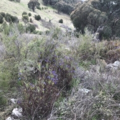 Stypandra glauca at Stromlo, ACT - 22 Sep 2022