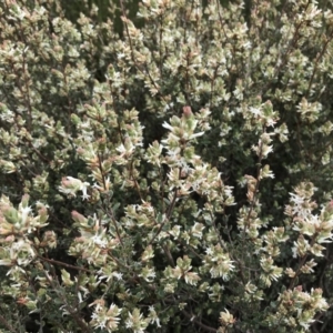 Brachyloma daphnoides at Stromlo, ACT - 22 Sep 2022