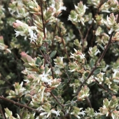 Brachyloma daphnoides at Stromlo, ACT - 22 Sep 2022