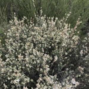 Brachyloma daphnoides at Stromlo, ACT - 22 Sep 2022