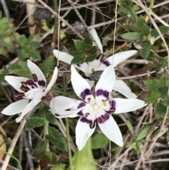 Wurmbea dioica subsp. dioica (Early Nancy) at Piney Ridge - 22 Sep 2022 by Tapirlord