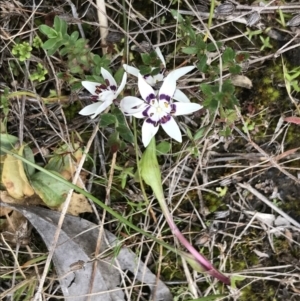 Wurmbea dioica subsp. dioica at Stromlo, ACT - 22 Sep 2022 11:54 AM