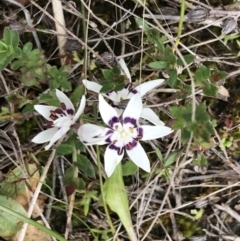 Wurmbea dioica subsp. dioica at Stromlo, ACT - 22 Sep 2022 11:54 AM