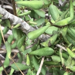 Persoonia rigida (Hairy Geebung) at Block 402 - 22 Sep 2022 by Tapirlord