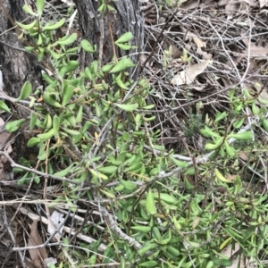 Persoonia rigida at Stromlo, ACT - 22 Sep 2022