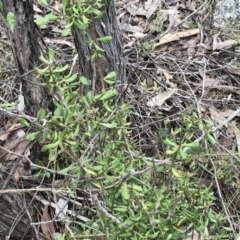 Persoonia rigida at Stromlo, ACT - 22 Sep 2022