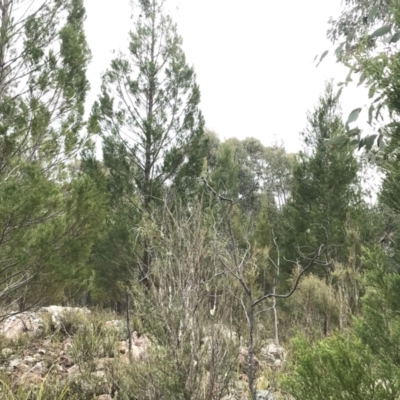 Callitris endlicheri (Black Cypress Pine) at Block 402 - 22 Sep 2022 by Tapirlord