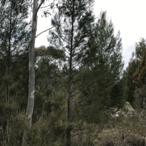 Callitris endlicheri at Stromlo, ACT - 22 Sep 2022 11:23 AM