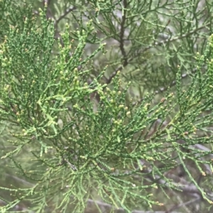 Callitris endlicheri at Stromlo, ACT - 22 Sep 2022