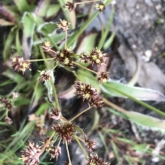 Luzula meridionalis (Common Woodrush) at Stromlo, ACT - 22 Sep 2022 by Tapirlord