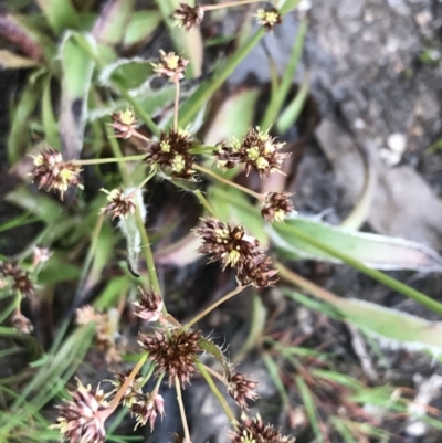 Luzula meridionalis (Common Woodrush) at Stromlo, ACT - 22 Sep 2022 by Tapirlord