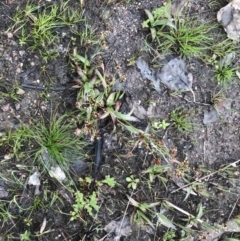 Luzula meridionalis at Stromlo, ACT - 22 Sep 2022