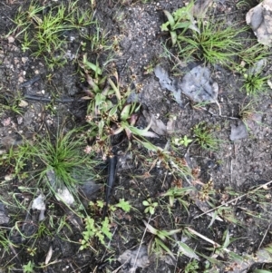 Luzula meridionalis at Stromlo, ACT - 22 Sep 2022