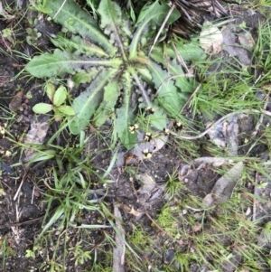 Luzula meridionalis at Stromlo, ACT - 22 Sep 2022