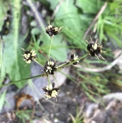 Luzula meridionalis at Stromlo, ACT - 22 Sep 2022