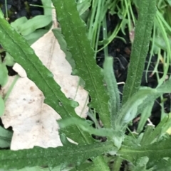 Senecio phelleus (Rock Fireweed) at Block 402 - 22 Sep 2022 by Tapirlord