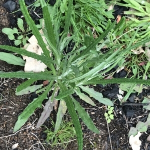 Senecio phelleus at Stromlo, ACT - 22 Sep 2022 10:54 AM