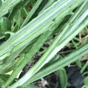 Senecio phelleus at Stromlo, ACT - 22 Sep 2022