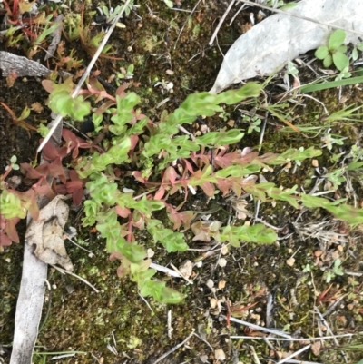 Hypericum japonicum (Creeping St John's Wort) at Stromlo, ACT - 22 Sep 2022 by Tapirlord