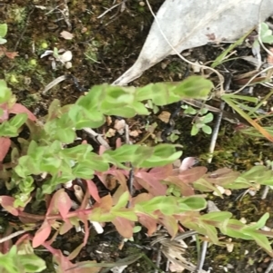 Hypericum japonicum at Stromlo, ACT - 22 Sep 2022