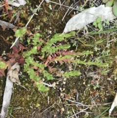 Hypericum japonicum at Stromlo, ACT - 22 Sep 2022