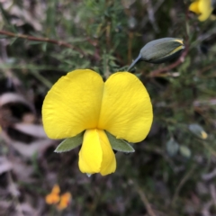 Gompholobium huegelii (Pale Wedge Pea) at QPRC LGA - 7 Nov 2022 by MeganDixon