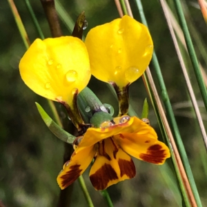 Diuris semilunulata at Carwoola, NSW - 25 Oct 2022