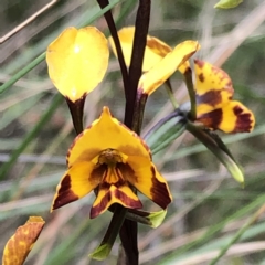 Diuris semilunulata at Carwoola, NSW - 25 Oct 2022