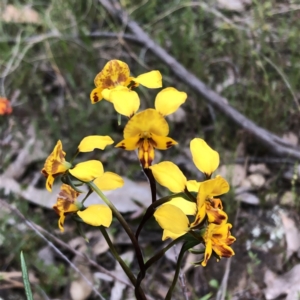 Diuris sp. at Carwoola, NSW - suppressed