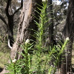 Cassinia aculeata subsp. aculeata (Dolly Bush, Common Cassinia, Dogwood) at Carwoola, NSW - 27 Oct 2022 by MeganDixon