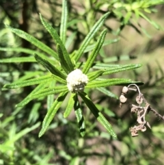 Cassinia aculeata subsp. aculeata at Carwoola, NSW - 27 Oct 2022