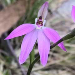 Caladenia carnea (Pink Fingers) at Mount Jerrabomberra - 16 Oct 2022 by MeganDixon