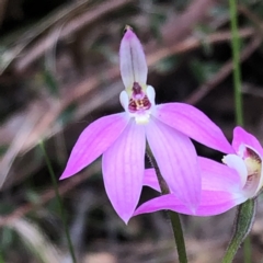 Caladenia carnea at Jerrabomberra, NSW - suppressed