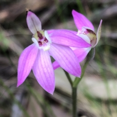 Caladenia carnea at Jerrabomberra, NSW - 17 Oct 2022