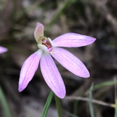 Caladenia carnea at Jerrabomberra, NSW - 17 Oct 2022