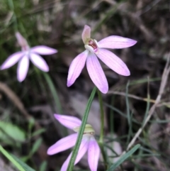 Caladenia carnea at Jerrabomberra, NSW - suppressed