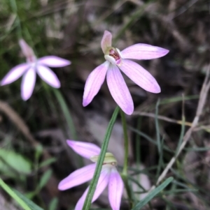 Caladenia carnea at Jerrabomberra, NSW - 17 Oct 2022