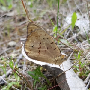 Heteronympha merope at Stromlo, ACT - 6 Nov 2022