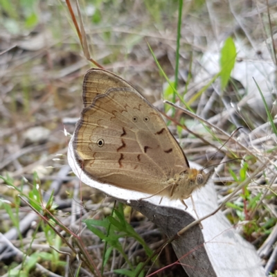 Heteronympha merope (Common Brown Butterfly) at Block 402 - 6 Nov 2022 by MatthewFrawley