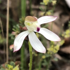 Caladenia moschata at Jerrabomberra, NSW - 17 Oct 2022