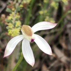 Caladenia moschata at Jerrabomberra, NSW - 17 Oct 2022